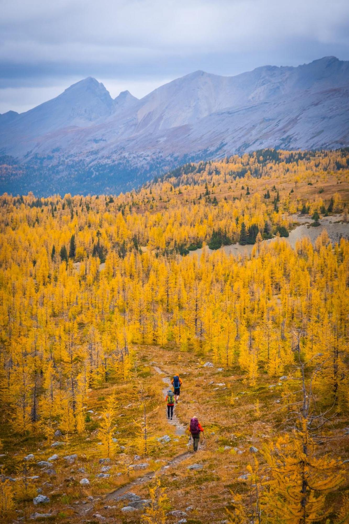 Special! New Downtown Mtn View Free Parking 2B&2B Lejlighed Canmore Eksteriør billede